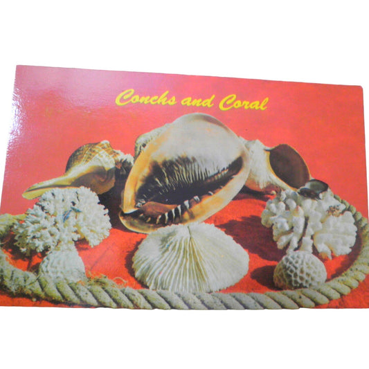 Conchs and Coral- Florida Keys, 3-1/2 x 5-7/16 in., Vintage Postcard, 74-15