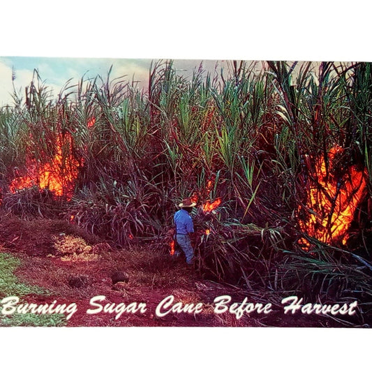 Burning Sugar Cane Fields, Maui, Hawaii, 3.5" x 5.5", Vintage Postcard 60's/70's