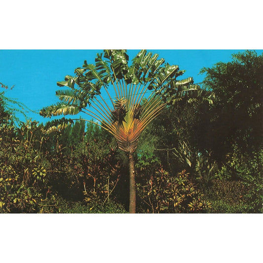 Vintage Postcard - Travelers Palm Florida, 3.5" x 5.5" Gulfstream Card Co. Inc