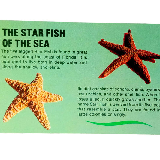 The Star Fish of the Sea - Florida, 3.5 x 5.5 in., Vintage Postcard