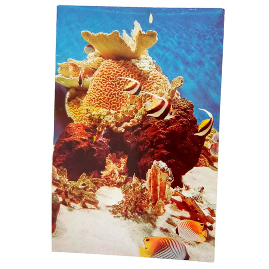 Pacific Coral Reef at National Aquarium in Baltimore, 4 x 6, Vintage Postcard
